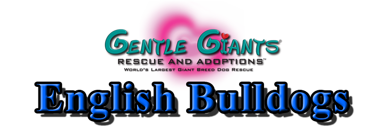 English Bulldogs at Gentle Giants Rescue and Adoptions